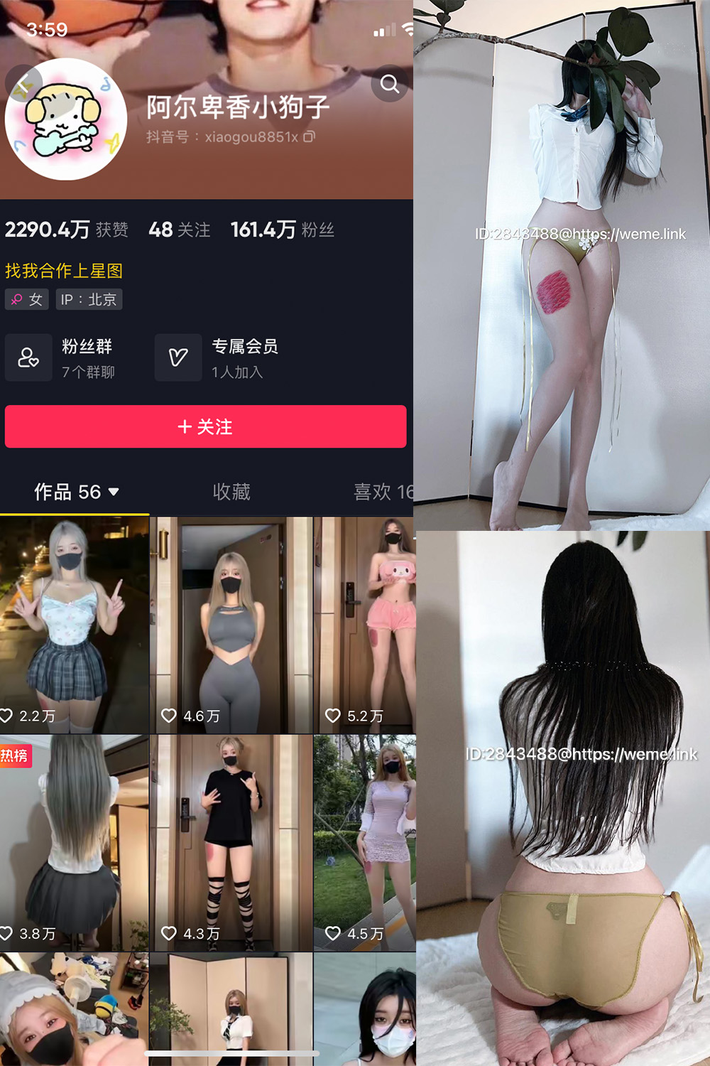 抖音 阿尔卑香小狗子 微密圈  NO.047期 【39P】最新至：2024.6.10-漫天菊花