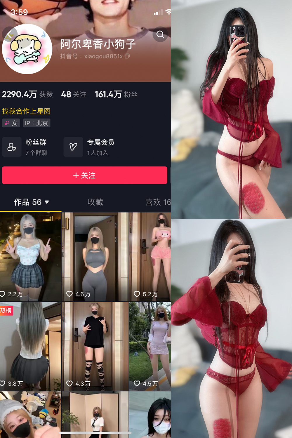 抖音 阿尔卑香小狗子 微密圈  NO.056期 【10P2V】最新至：2024.8.25-漫天菊花